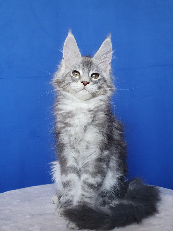X- Tream Akbars - Kitten maine-coon 2.5 months