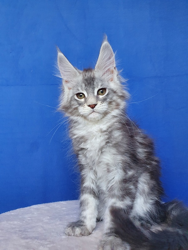 X- Tream Akbars - Kitten maine-coon 2.5 months