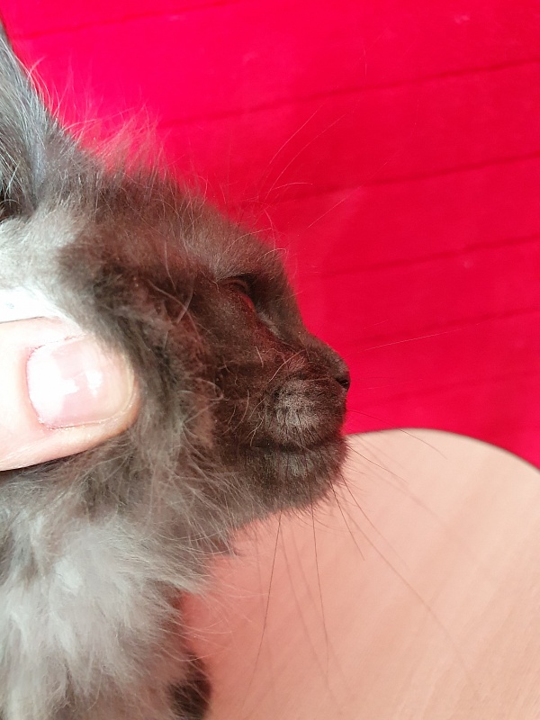 Xany  Akbars - Kitten maine-coon 2 months