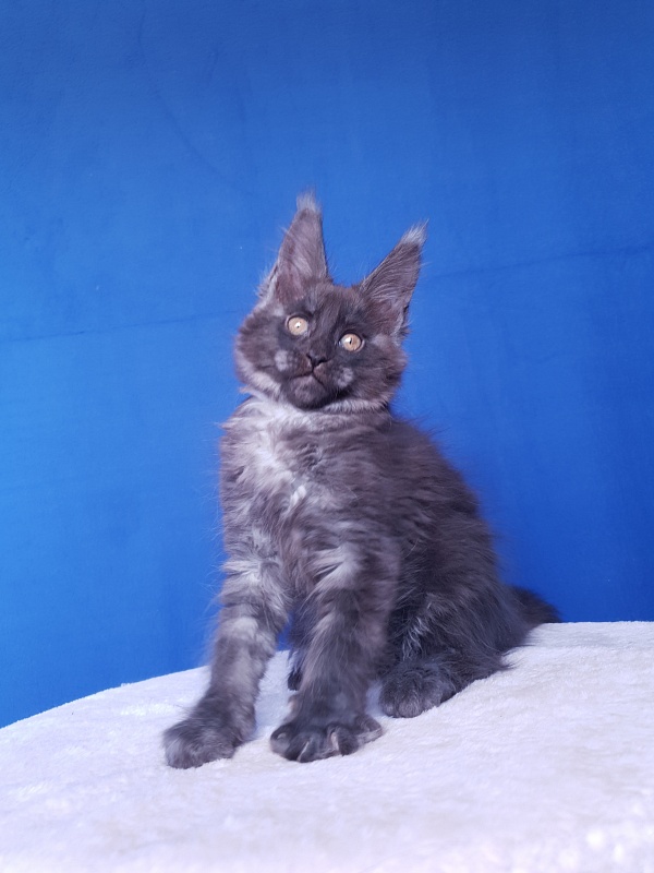 Xany  Akbars - Kitten maine-coon 2.5 months