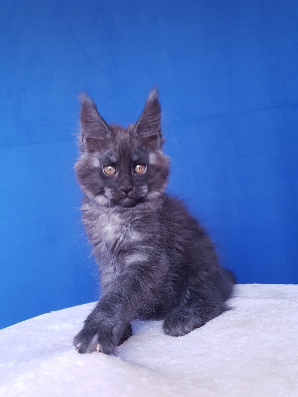 Xany  Akbars - Kitten maine-coon 2.5 months