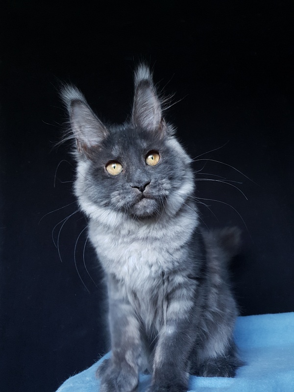 Xany  Akbars - Kitten maine-coon 4 months 2 weeks