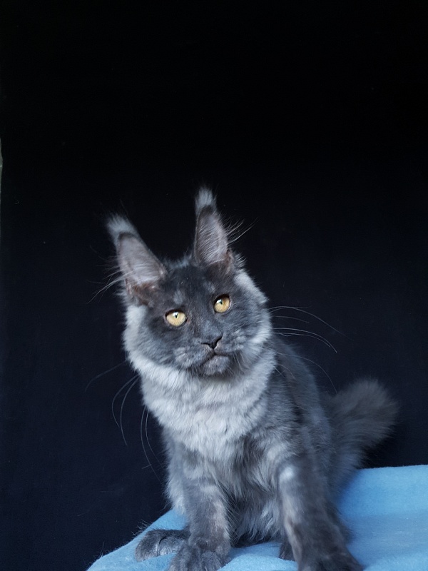 Xany  Akbars - Kitten maine-coon 4 months 2 weeks