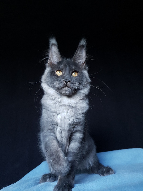 Xany  Akbars - Kitten maine-coon 4 months 2 weeks