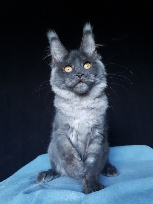 Xany  Akbars - Kitten maine-coon 4 months 2 weeks