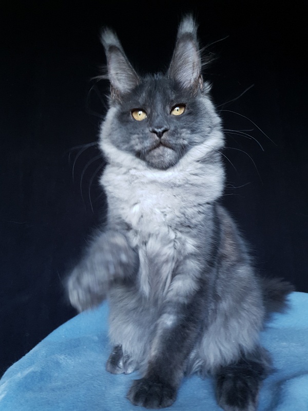 Xany  Akbars - Kitten maine-coon 4 months 2 weeks