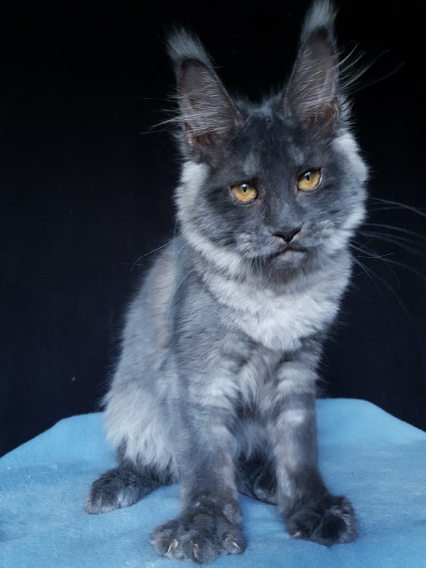 Xany  Akbars - Kitten maine-coon 4 months 2 weeks