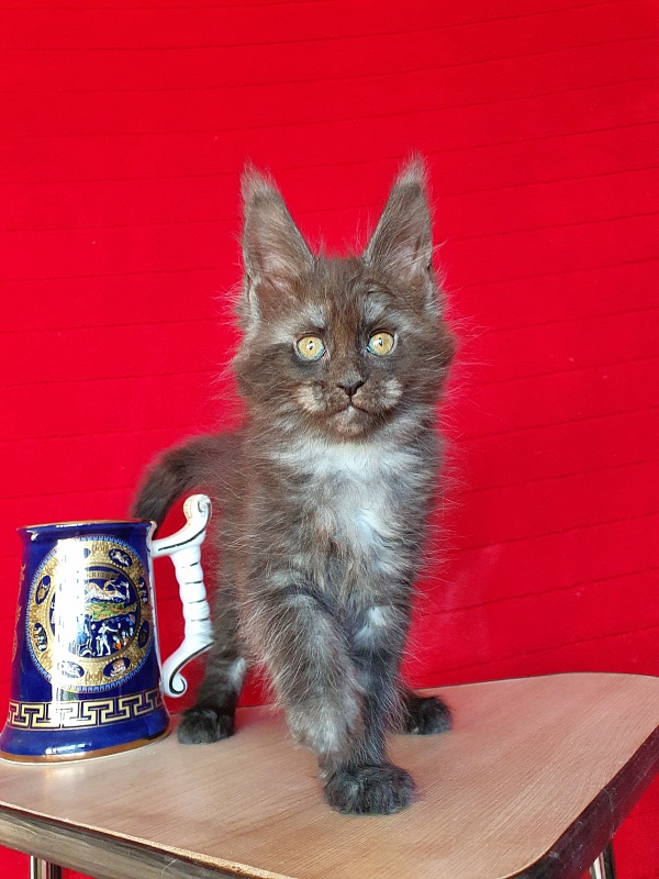 Xany  Akbars - Kitten maine-coon 2 months