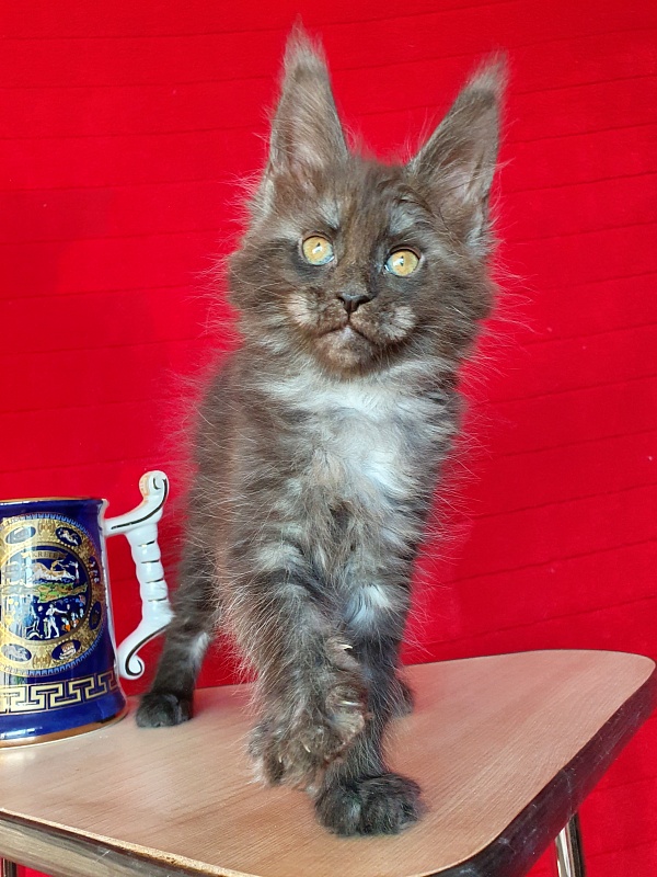 Xany  Akbars - Kitten maine-coon 2 months
