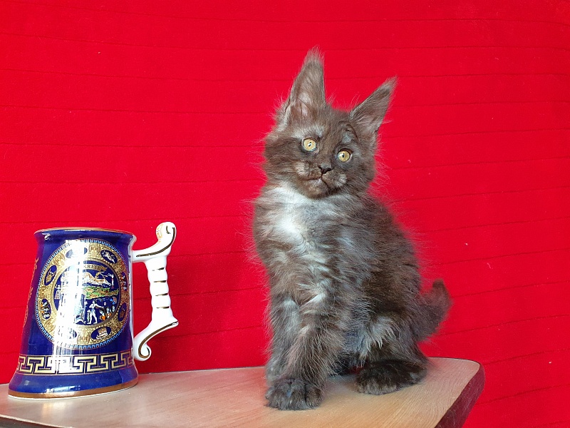 Xany  Akbars - Kitten maine-coon 2 months