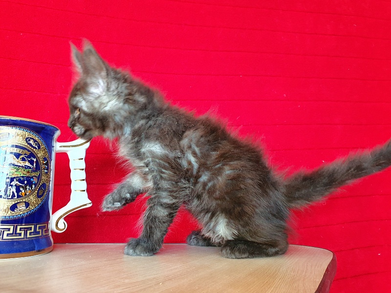 Xany  Akbars - Kitten maine-coon 2 months