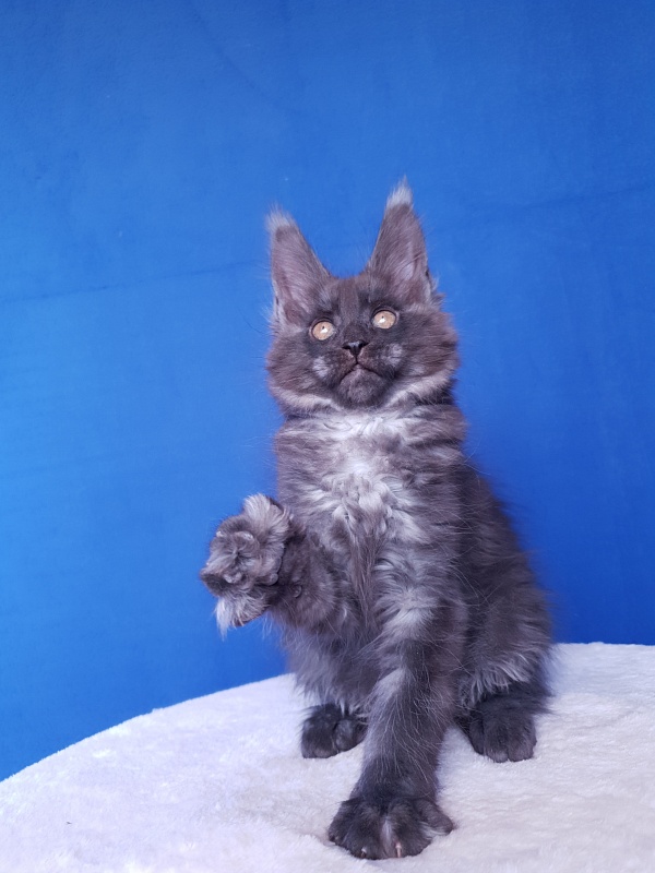 Xany  Akbars - Kitten maine-coon 2.5 months