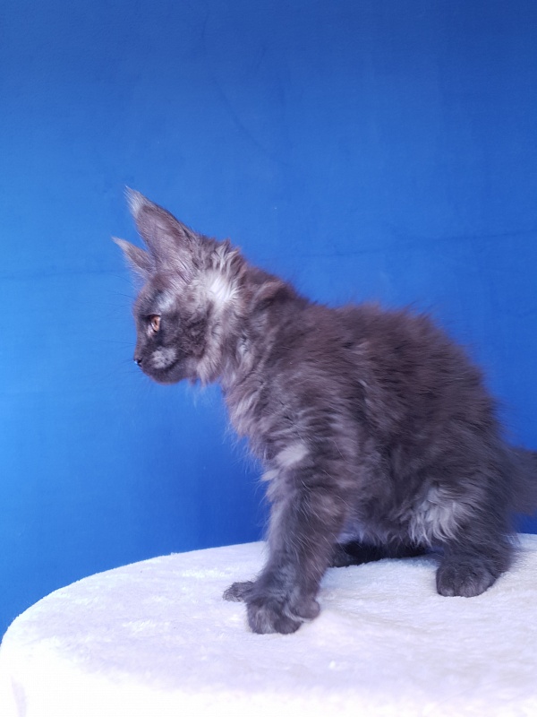 Xany  Akbars - Kitten maine-coon 2.5 months