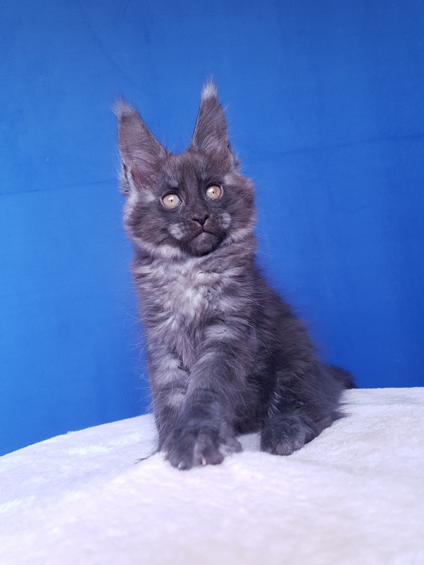 Xany  Akbars - Kitten maine-coon 2.5 months