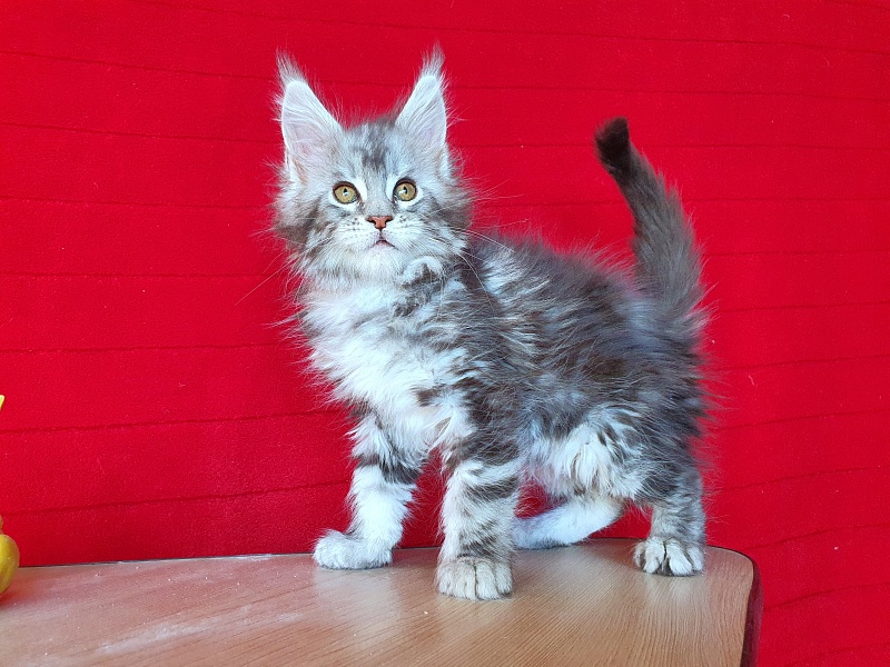 Xtra  Akbars - Kitten maine-coon 2 months