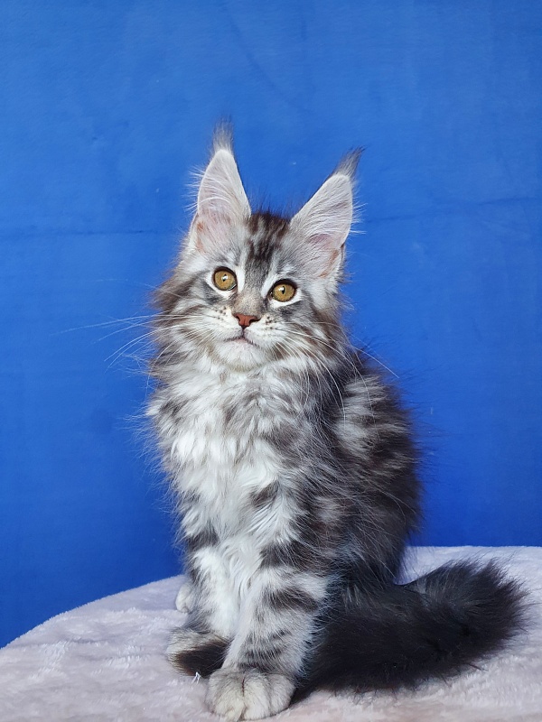 Xtra  Akbars - Kitten maine-coon 2.5 months