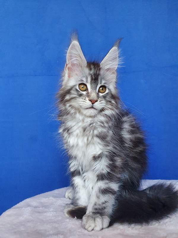 Xtra  Akbars - Kitten maine-coon 2.5 months