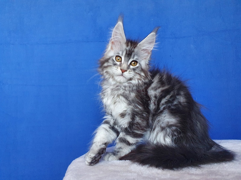 Xtra  Akbars - Kitten maine-coon 2.5 months