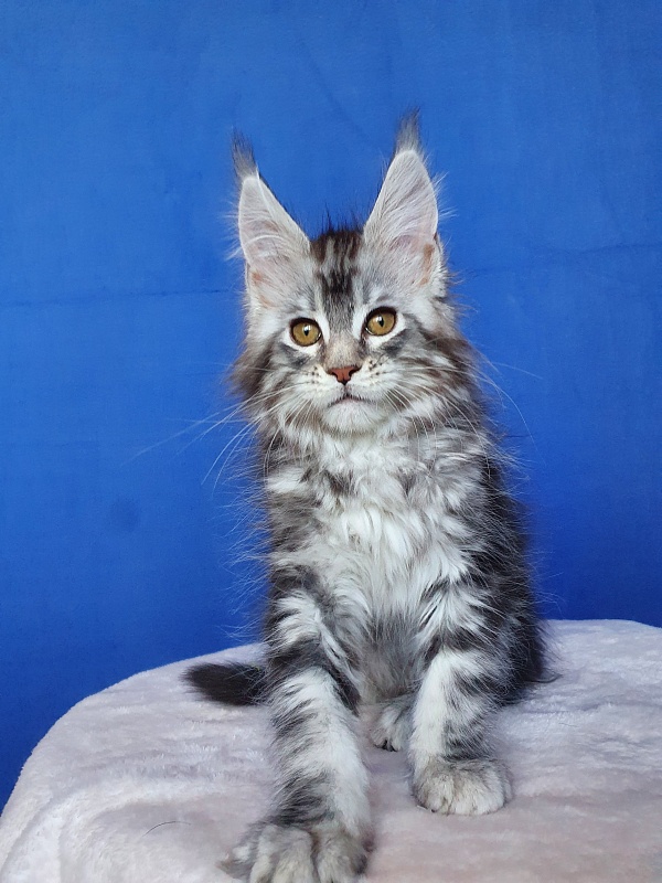 Xtra  Akbars - Kitten maine-coon 2.5 months