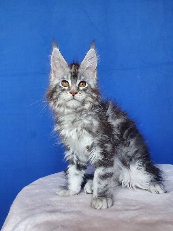 Xtra  Akbars - Kitten maine-coon 2.5 months