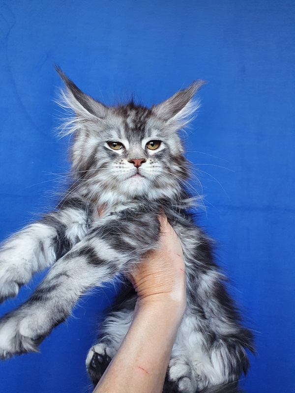 Xtra  Akbars - Kitten maine-coon 2.5 months