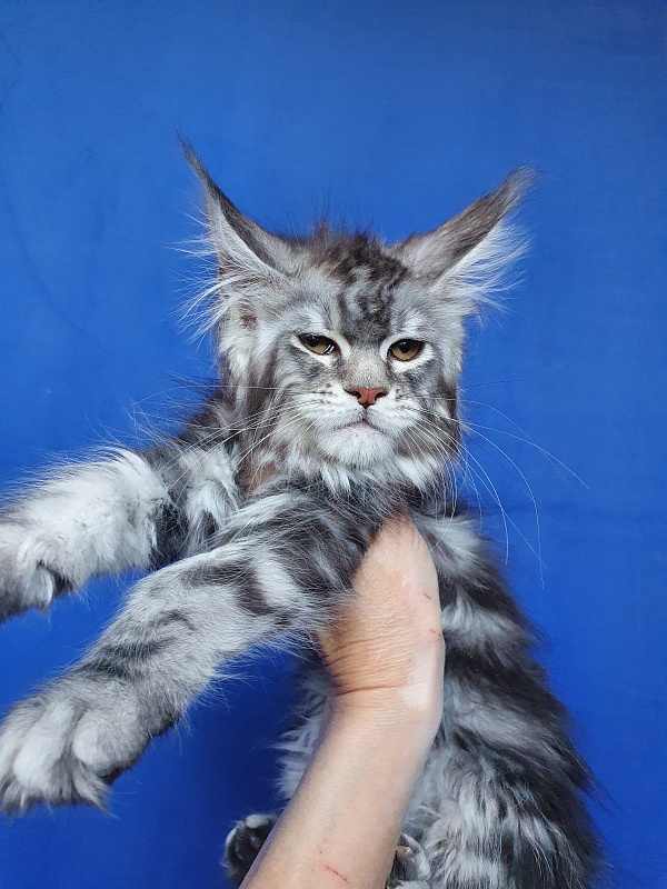 Xtra  Akbars - Kitten maine-coon 2.5 months