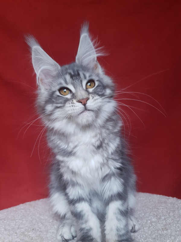 Xtra  Akbars - Kitten maine-coon 3 months 1.5 week