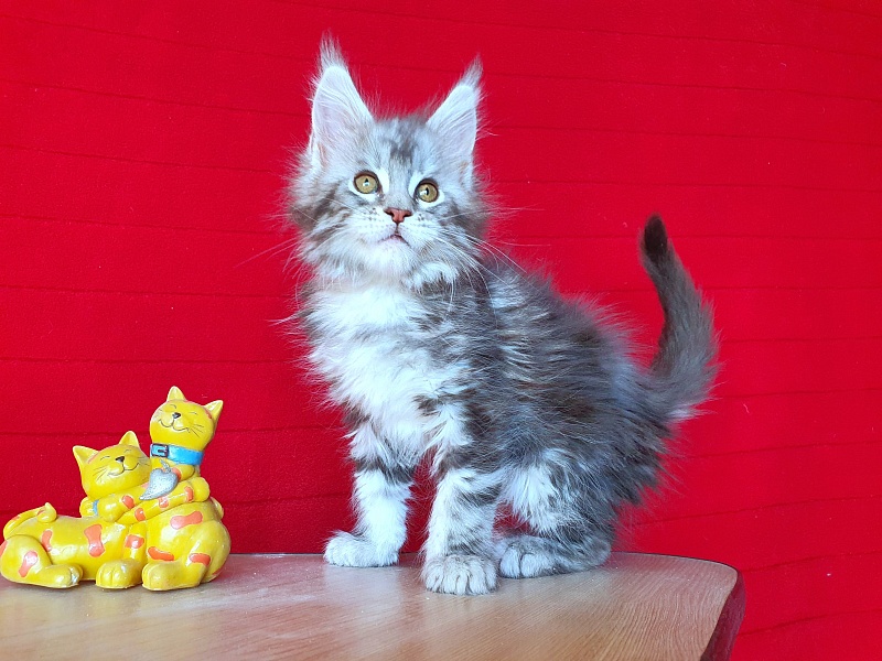 Xtra  Akbars - Kitten maine-coon 2 months