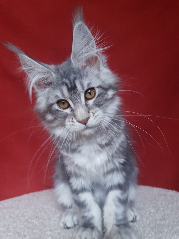 Xtra  Akbars - Kitten maine-coon 3 months 1.5 week