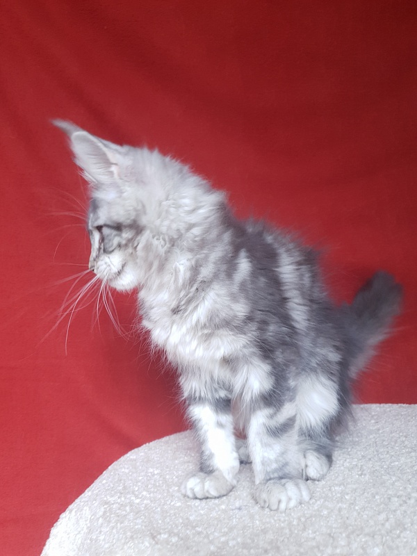 Xtra  Akbars - Kitten maine-coon 3 months 1.5 week