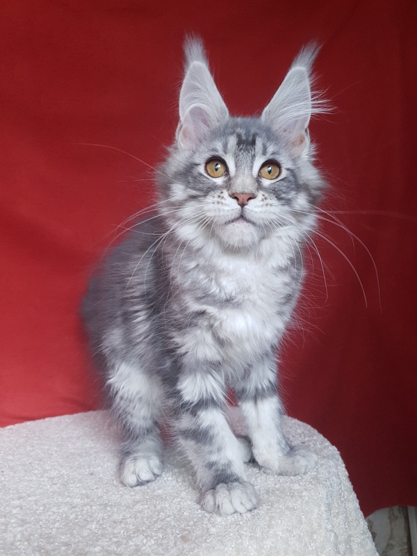 Xtra  Akbars - Kitten maine-coon 3 months 1.5 week