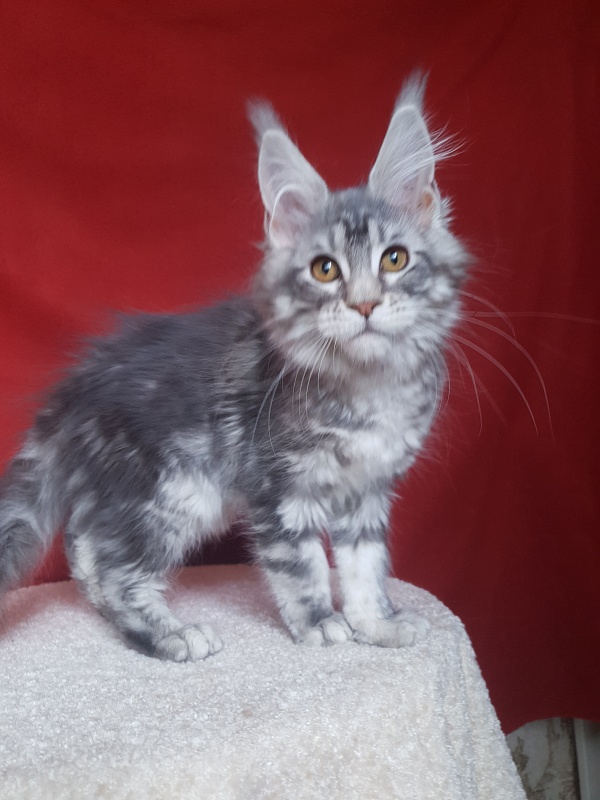 Xtra  Akbars - Kitten maine-coon 3 months 1.5 week