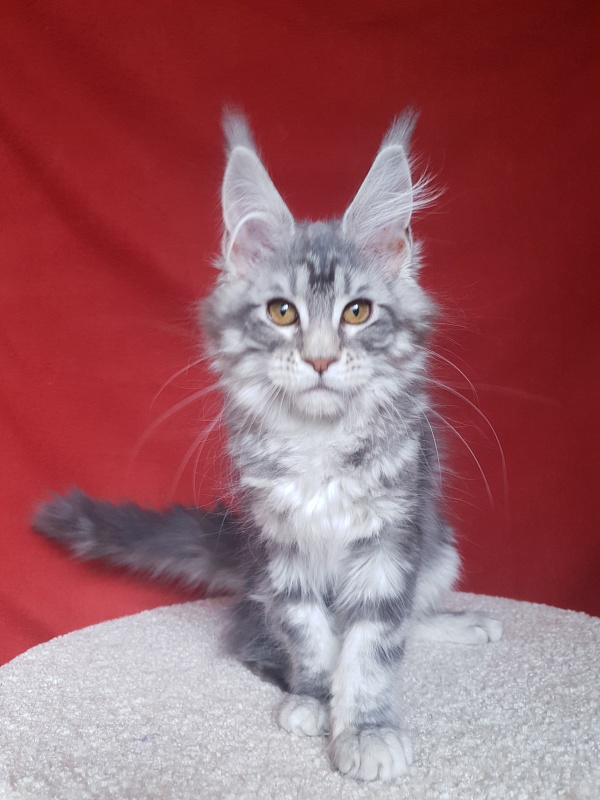 Xtra  Akbars - Kitten maine-coon 3 months 1.5 week