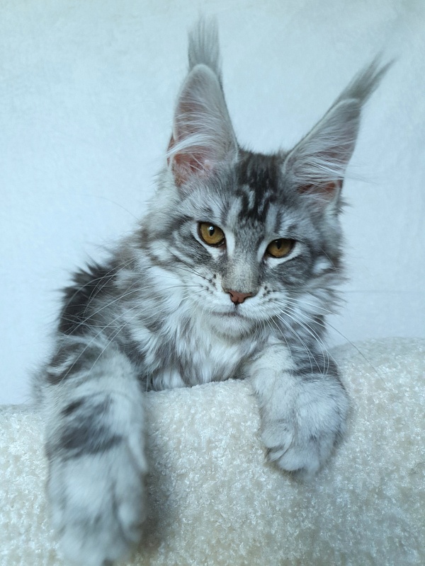 Xtra  Akbars - Kitten maine-coon 3 months 2.5 weeks