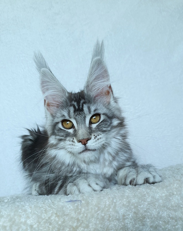 Xtra  Akbars - Kitten maine-coon 3 months 2.5 weeks