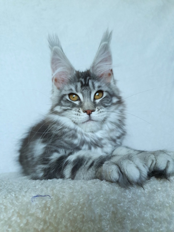 Xtra  Akbars - Kitten maine-coon 3 months 2.5 weeks