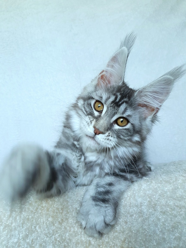 Xtra  Akbars - Kitten maine-coon 3 months 2.5 weeks