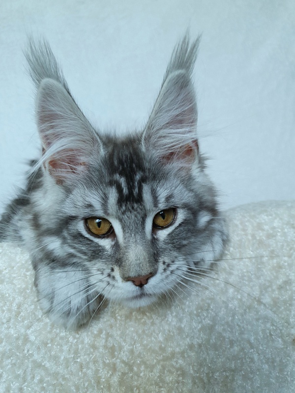 Xtra  Akbars - Kitten maine-coon 3 months 2.5 weeks