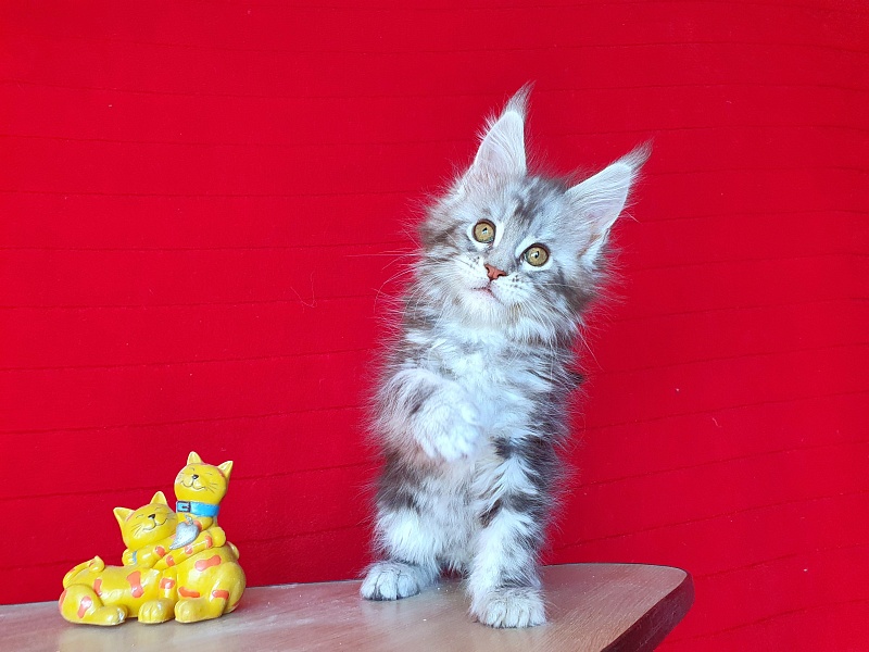 Xtra  Akbars - Kitten maine-coon 2 months