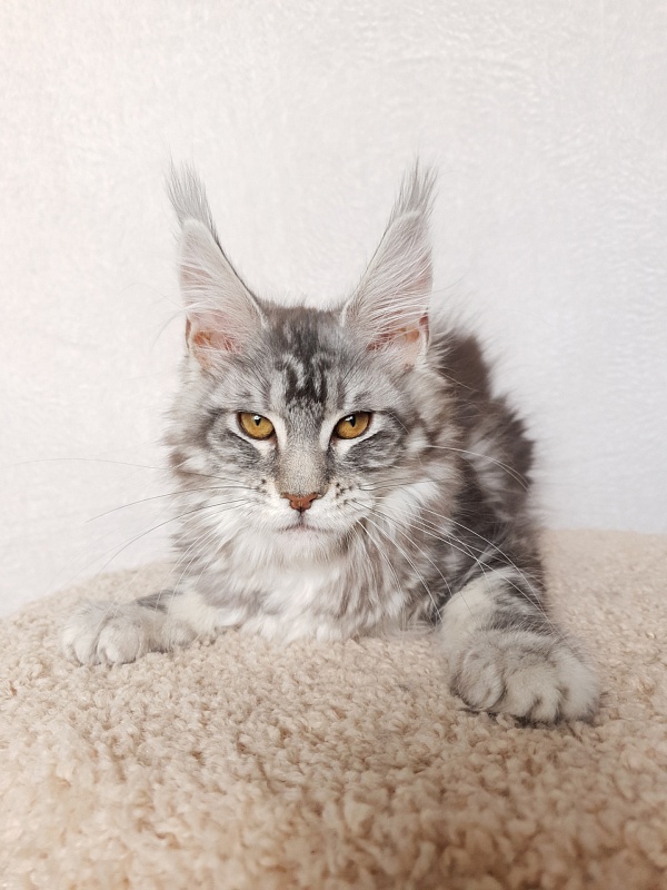 Xtra  Akbars - Kitten maine-coon 3 months 3 weeks