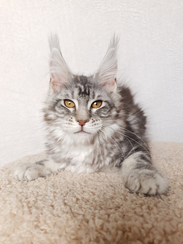 Xtra  Akbars - Kitten maine-coon 3 months 3 weeks