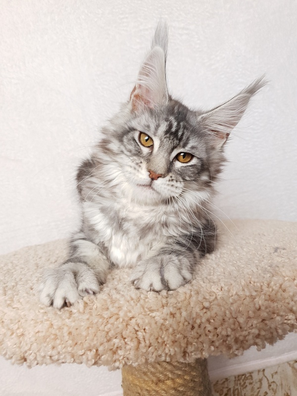 Xtra  Akbars - Kitten maine-coon 3 months 3 weeks