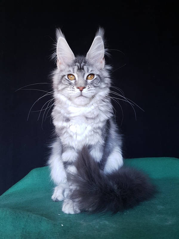 Xtra  Akbars - Kitten maine-coon 4 months 2 weeks