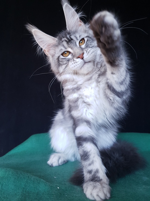 Xtra  Akbars - Kitten maine-coon 4 months 2 weeks