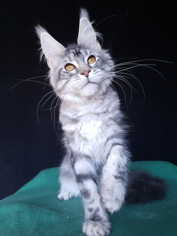 Xtra  Akbars - Kitten maine-coon 4 months 2 weeks