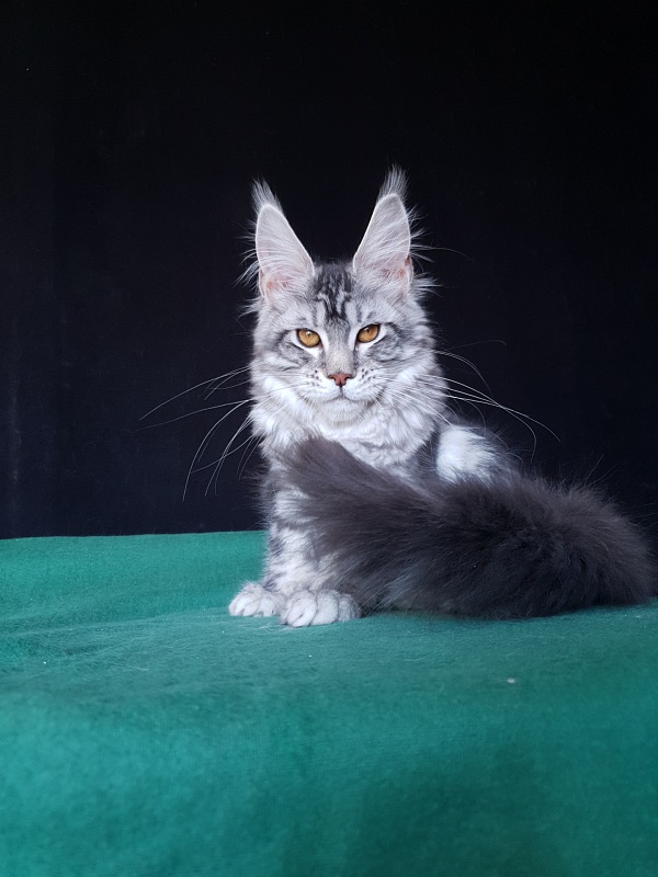 Xtra  Akbars - Kitten maine-coon 4 months 2 weeks