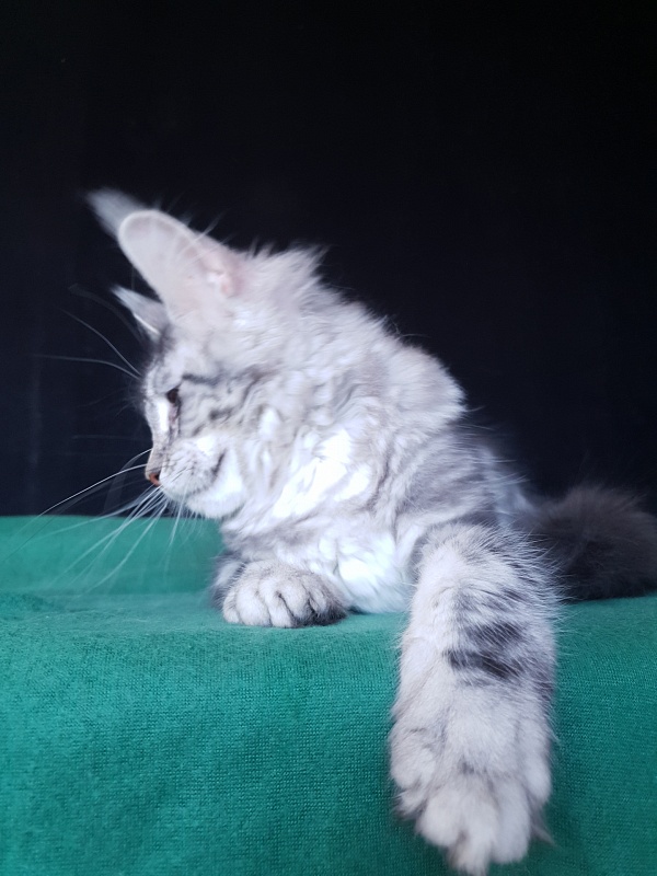 Xtra  Akbars - Kitten maine-coon 4 months 2 weeks