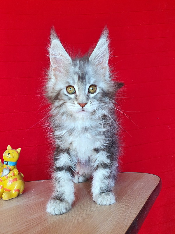 Xtra  Akbars - Kitten maine-coon 2 months