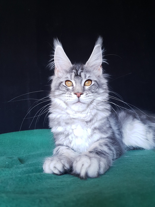 Xtra  Akbars - Kitten maine-coon 4 months 2 weeks