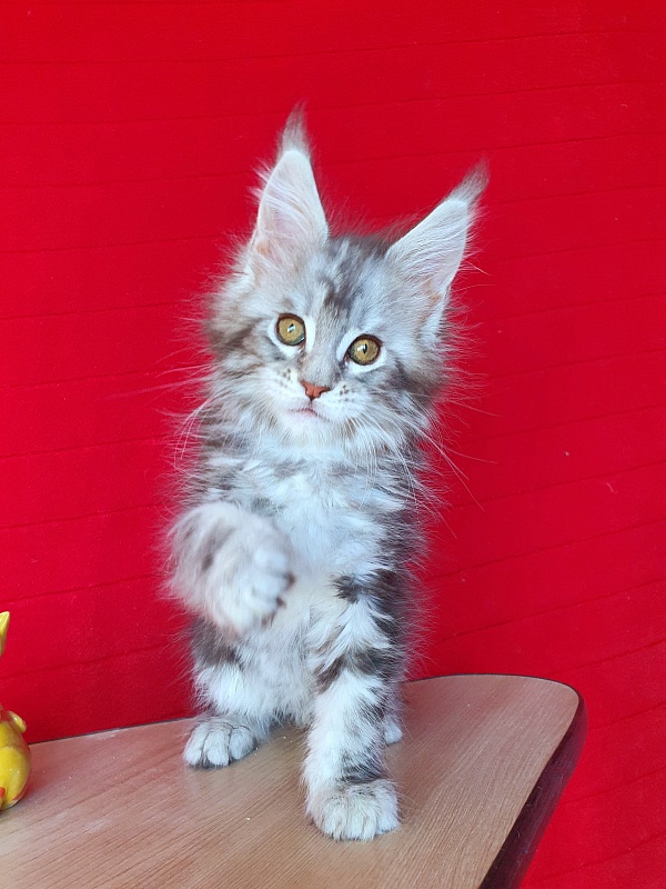 Xtra  Akbars - Kitten maine-coon 2 months